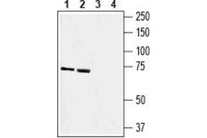 Western blot analysis of rat brain (lanes 1 and 3) and mouse brain (lanes 2 and 4) membranes: - 1, 2.