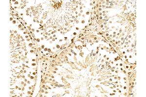 ABIN7094339 and ABIN7098386 at 1/100 staining Rat testis tissue by IHC-P. (LENG8 anticorps  (Internal Region))