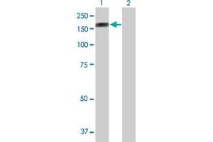 Western Blot analysis of PCDH10 expression in transfected 293T cell line by PCDH10 MaxPab polyclonal antibody.