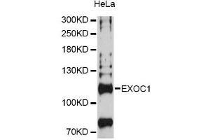 Western blot analysis of extracts of HeLa cells, using EXOC1 Antibody (ABIN5996713) at 1:3000 dilution. (EXOC1 anticorps)