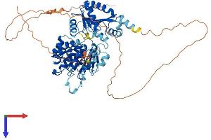 AlphaFold protein structure predicition of Human Recombinant DDX5 Protein, UniprotID P17844