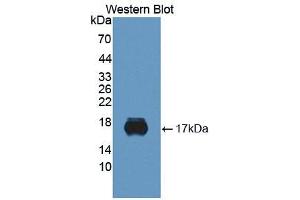 Western blot analysis of the recombinant protein. (SIGLEC10 anticorps)