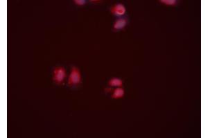 ABIN6274217 staining HeLa cells by ICC/IF. (APEX1 anticorps  (N-Term))