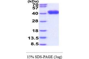 SDS-PAGE (SDS) image for Leucine-Rich alpha-2 Glycoprotein 1 (LRG1) (AA 36-347) protein (His tag) (ABIN6388182)