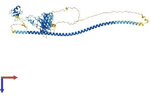 AlphaFold protein structure predicition of Mouse Recombinant Brap Protein, UniprotID Q99MP8