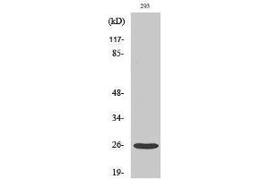 Western Blotting (WB) image for anti-Tetraspanin 8 (TSPAN8) (Internal Region) antibody (ABIN3187231)