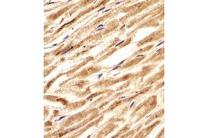 Immunohistochemical analysis of paraffin-embedded H.