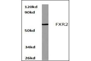 Image no. 1 for anti-Fragile X Mental Retardation, Autosomal Homolog 2 (FXR2) antibody (ABIN272201)