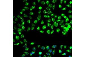 Immunofluorescence analysis of A549 cells using C16orf80 Polyclonal Antibody (C16orf80 anticorps)