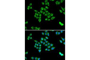 Immunofluorescence (IF) image for anti-PC antibody (ABIN1980317) (PC anticorps)