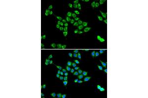 Immunofluorescence (IF) image for anti-PC antibody (ABIN1980317) (PC anticorps)
