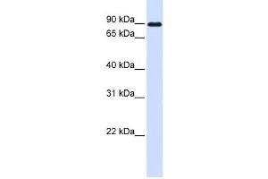 Western Blotting (WB) image for anti-Cadherin 24 (CDH24) antibody (ABIN2459331) (Cadherin 24 anticorps)