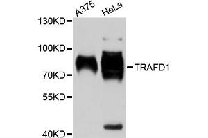 Western blot analysis of extracts of various cell lines, using TRAFD1 antibody. (TRAFD1 anticorps)