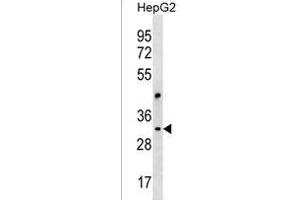 CEP170L Antibody (Center) (ABIN1537852 and ABIN2850210) western blot analysis in HepG2 cell line lysates (35 μg/lane). (CEP170P1 anticorps  (AA 140-167))