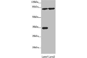 Western blot All lanes: MTO1 antibody at 4. (MTO1 anticorps  (AA 420-680))