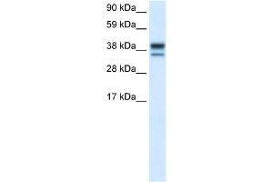 MAPK14 antibody (70R-10491) used at 0. (MAPK14 anticorps  (C-Term))