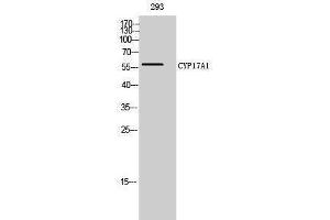 Western Blotting (WB) image for anti-Cytochrome P450, Family 17, Subfamily A, Polypeptide 1 (CYP17A1) (Internal Region) antibody (ABIN3184158) (CYP17A1 anticorps  (Internal Region))