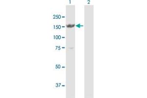 Western Blot analysis of MYBBP1A expression in transfected 293T cell line by MYBBP1A MaxPab polyclonal antibody. (MYBBP1A anticorps  (AA 1-1328))