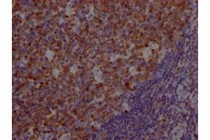 IHC image of ABIN7127370 diluted at 1:100 and staining in paraffin-embedded human tonsil tissue performed on a Leica BondTM system.