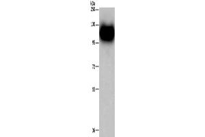 Western Blotting (WB) image for anti-Myelin Associated Glycoprotein (MAG) antibody (ABIN2421817)