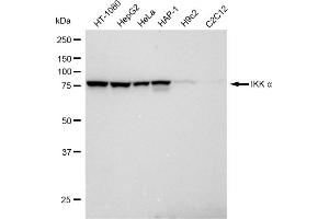 Western blotting analysis using IKK alpha antibody (ABIN7798147).