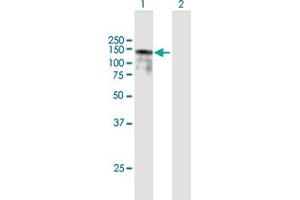 Western Blot analysis of BBX expression in transfected 293T cell line by BBX MaxPab polyclonal antibody. (BBX anticorps  (AA 1-911))