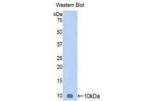 Western Blotting (WB) image for anti-Chemokine (C-X-C Motif) Ligand 3 (CXCL3) (AA 35-107) antibody (ABIN3206365) (CXCL3 anticorps  (AA 35-107))