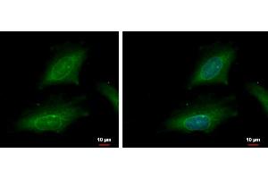 ICC/IF Image karyopherin alpha 2 antibody [C3], C-term detects karyopherin alpha 2 protein at cytoplasm and nucleus by immunofluorescent analysis.
