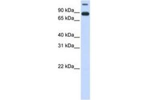 Image no. 1 for anti-Transmembrane Protein 48 (TMEM48) (AA 324-373) antibody (ABIN6740960) (TMEM48 anticorps  (AA 324-373))