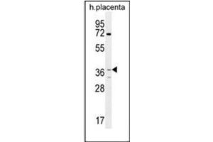 Western blot analysis of OR2AT4 Antibody (C-term) in human placenta tissue lysates (35ug/lane).