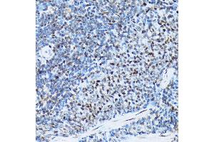 Immunohistochemistry of paraffin-embedded rat spleen using Histone H3 Rabbit mAb (ABIN7267705) at dilution of 1:100 (40x lens). (HIST1H3A anticorps)