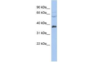 RALY antibody used at 1 ug/ml to detect target protein. (Raly anticorps  (Middle Region))