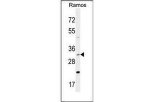 Western blot analysis of DNAJB13 Antibody (Center) in Ramos cell line lysates (35ug/lane). (DNAJB13 anticorps  (Middle Region))