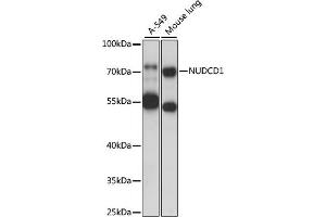 Western blot analysis of extracts of various cell lines, using NUDCD1 antibody (ABIN7269067) at 1000 dilution. (NUDCD1 anticorps  (AA 304-583))