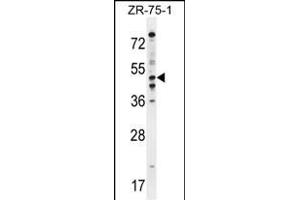 PDE7B Antibody (C-term) (ABIN654632 and ABIN2844328) western blot analysis in ZR-75-1 cell line lysates (35 μg/lane). (PDE7B anticorps  (C-Term))