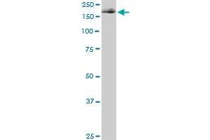 EIF4G1 monoclonal antibody (M01), clone 3A10.