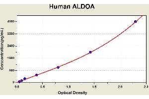 Diagramm of the ELISA kit to detect Human ALDOAwith the optical density on the x-axis and the concentration on the y-axis. (ALDOA Kit ELISA)