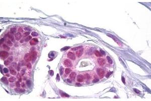 Anti-SSB antibody IHC staining of human breast. (SSB anticorps  (AA 341-390))