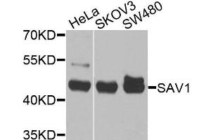 Western blot analysis of extracts of various cells, using SAV1 antibody. (SAV1 anticorps)