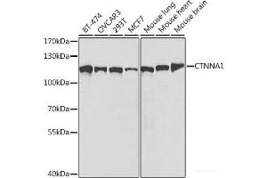 Western blot analysis of extracts of various cell lines using CTNNA1 Polyclonal Antibody at dilution of 1:1000. (CTNNA1 anticorps)