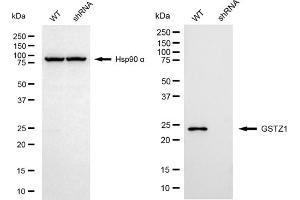 Western blotting analysis using GSTZ1 antibody (ABIN7798761).