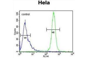Flow cytometric analysis of Hela cells using K2C78 Antibody (Center) Cat. (Keratin 78 anticorps  (Middle Region))