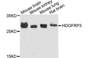 Western blot analysis of extract of various cells, using HDGFRP3 antibody.
