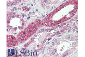 ABIN1590005 (5µg/ml) staining of paraffin embedded Human Kidney. (Myosin IH anticorps  (C-Term))