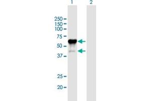 Western Blot analysis of P2RX4 expression in transfected 293T cell line by P2RX4 MaxPab polyclonal antibody. (P2RX4 anticorps  (AA 1-388))