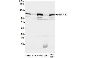 Western Blotting (WB) image for anti-Breast Carcinoma Amplified Sequence 3 (BCAS3) (C-Term) antibody (ABIN7453844) (BCAS3 anticorps  (C-Term))