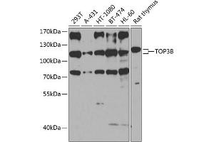 Western blot analysis of extracts of various cell lines, using TOP3B antibody (ABIN6132731, ABIN6149394, ABIN6149395 and ABIN6224540) at 1:1000 dilution. (TOP3B anticorps  (AA 1-270))