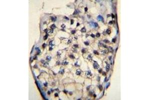 Immunohistochemistry analysis in formalin fixed and paraffin embedded human testis tissue reacted with ODF3 Antibody (C-term) followed by peroxidase conjugation of the secondary antibody and DAB staining. (ODF3 anticorps  (C-Term))