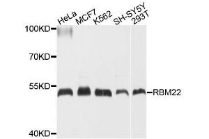 Western blot analysis of extracts of various cell lines, using RBM22 antibody. (RBM22 anticorps  (AA 1-230))