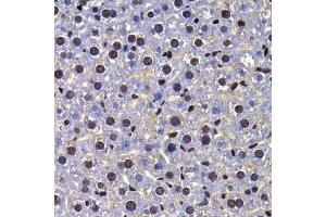 Immunohistochemistry of paraffin-embedded mouse liver using FIP1L1 antibody (ABIN5974293) at dilution of 1/100 (40x lens). (FIP1L1 anticorps)